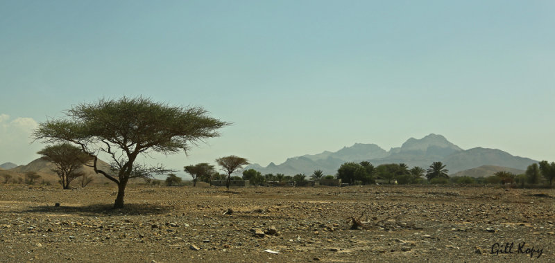 Desert landscape.jpg