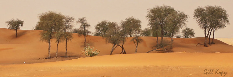 Desert trees.jpg