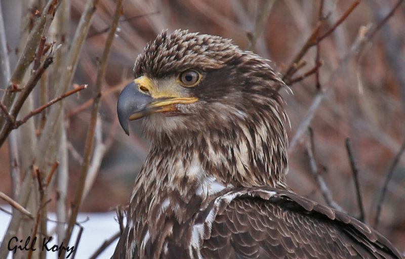 Bald Eagle2.jpg