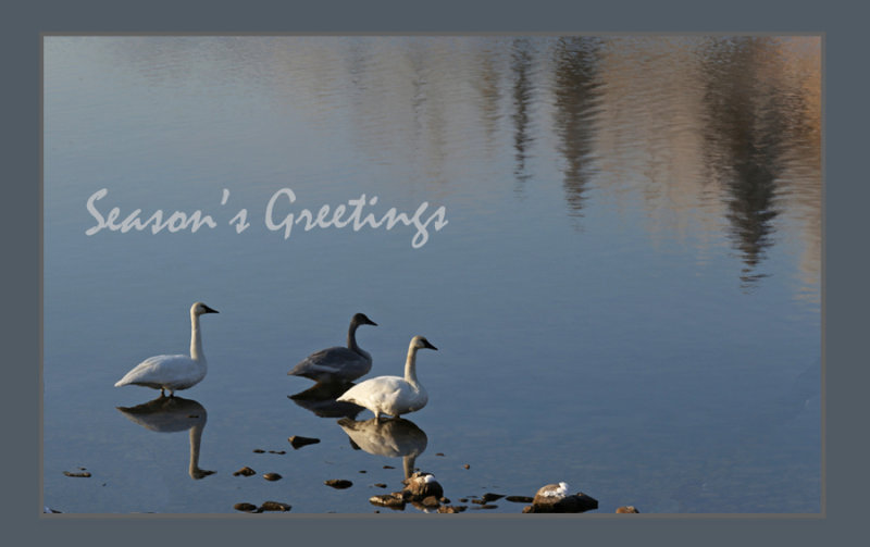 Autumn Swans.jpg