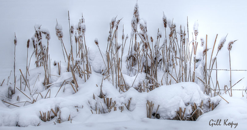 Snowy Reeds.jpg