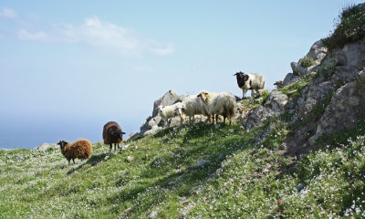 Sheep Sigri.jpg