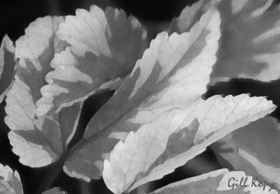 BW spring leaves2.jpg