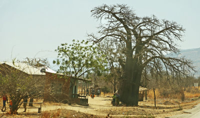 Baobab shamba.jpg