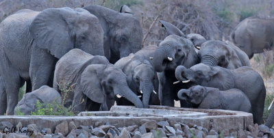 Elephants thirsty.jpg