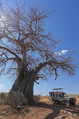 Under the baobab.jpg