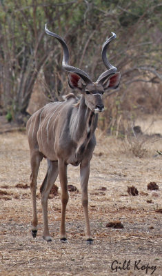 Kudu2.jpg