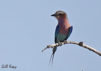 Lilac Breasted roller.jpg