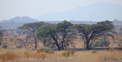 African trees2.jpg