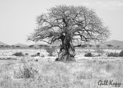 Baobab BW.jpg
