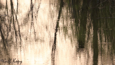 Flood reflections.jpg