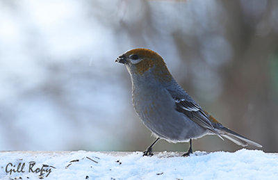 Pine Grosbeak.jpg