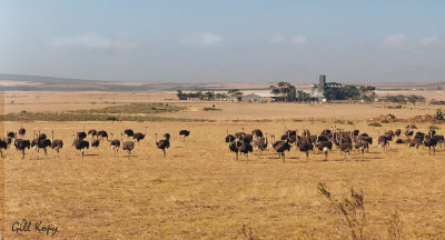 Karoo ostrich farm.jpg