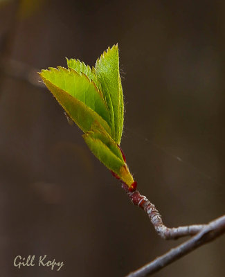 New leaves.jpg