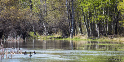 By the Pond.jpg