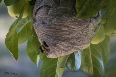 Apple tree surprise.jpg