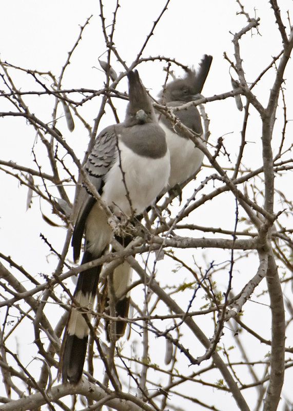 White-bellied Go-away-bird