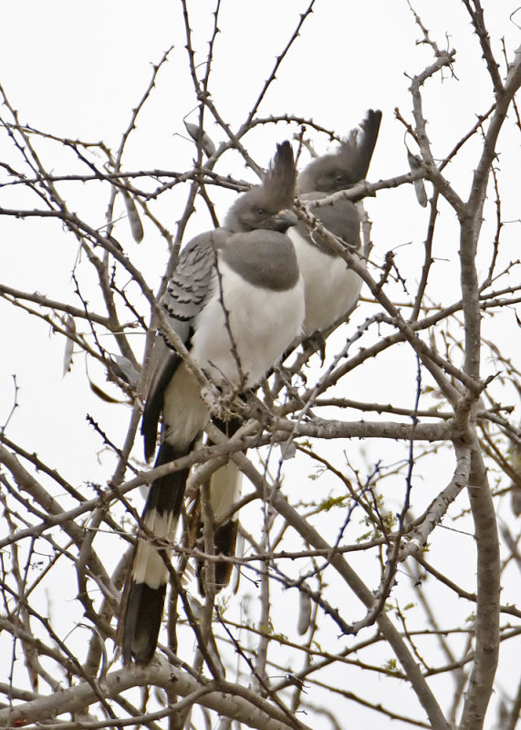 White-bellied Go-away-bird