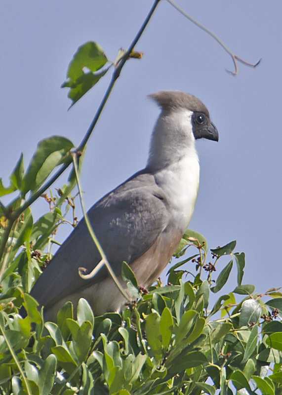 Bare-faced Go-away-bird