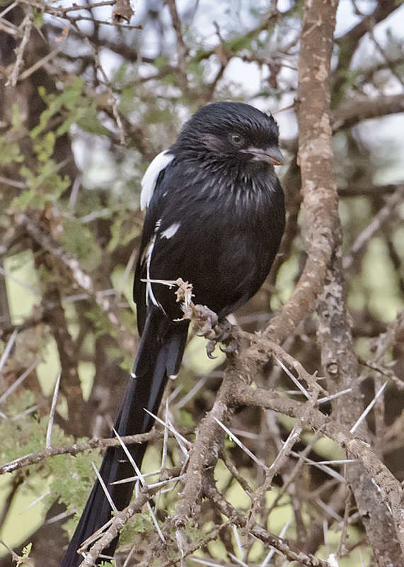 Magpie Shrike