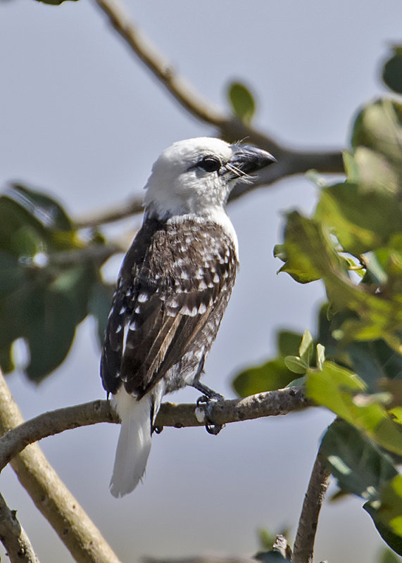 White-headed Barbet