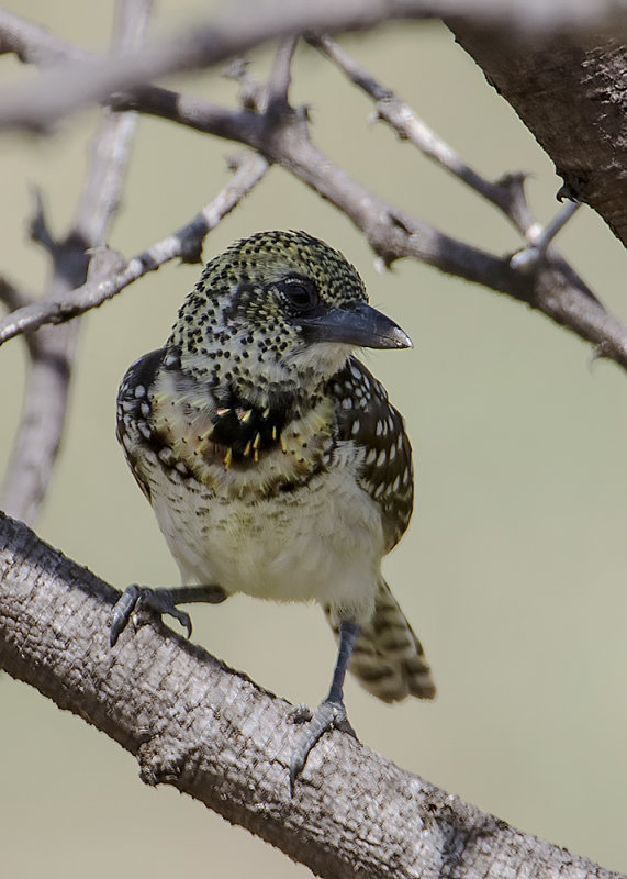 DArnauds Barbet