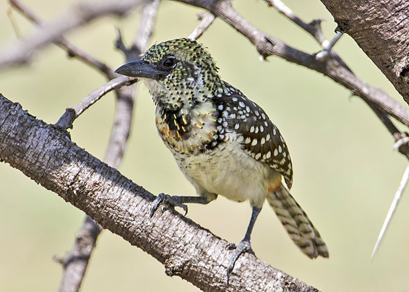 DArnauds Barbet