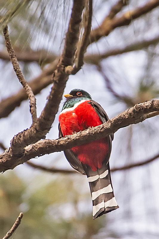 Mountain Trogon