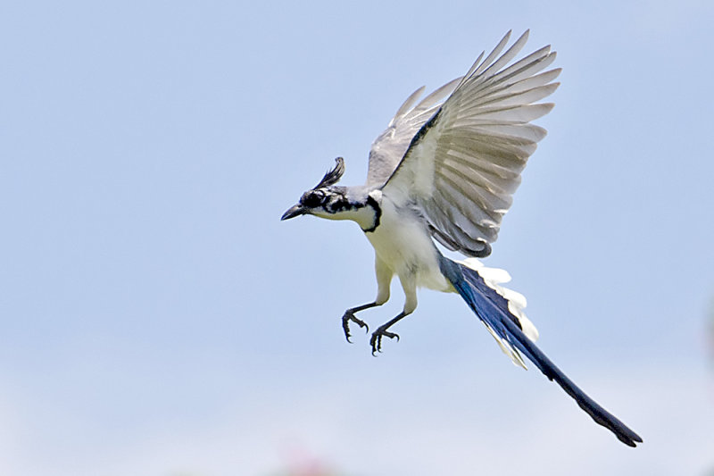 White-throated Magpie-jay