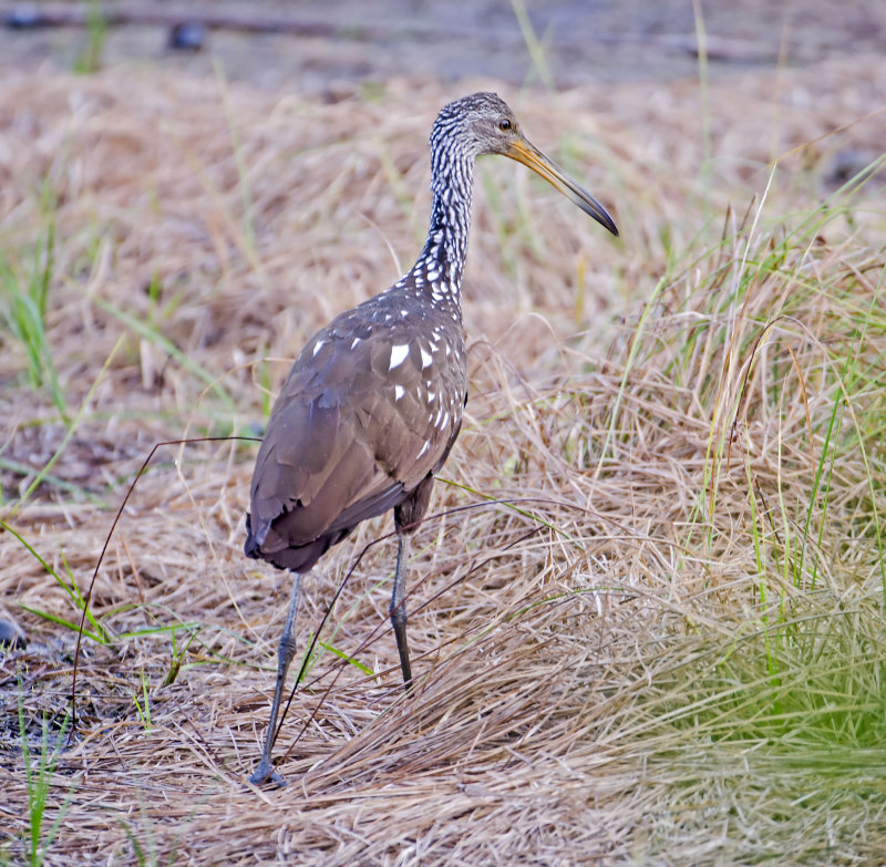 Limpkin