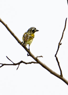 Yellow-fronted Tinkerbird.jpg