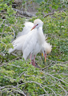 egrets_herons_13