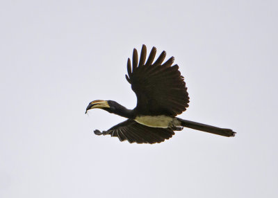 African Pied Hornbill.jpg