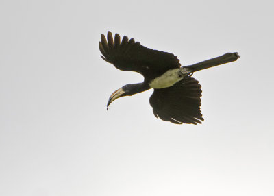 African Pied Hornbill.jpg