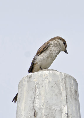 Common Fiscal Shrike.jpg