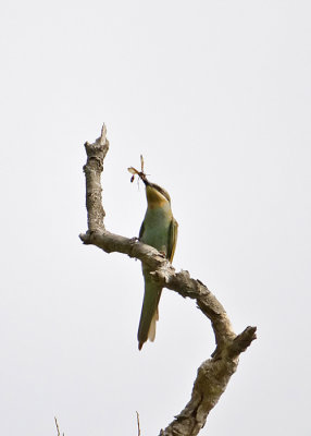 bee-eater_13