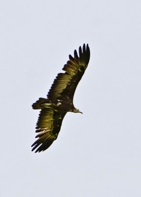 Hooded Vulture.jpg