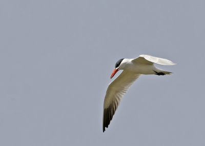 Caspian Tern.jpg