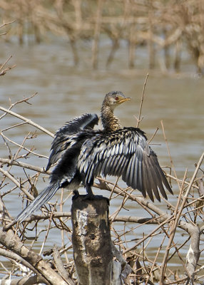 Long-tailed Cormorant.jpg