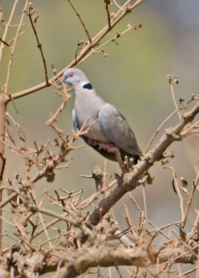 African Mourning Dove.jpg
