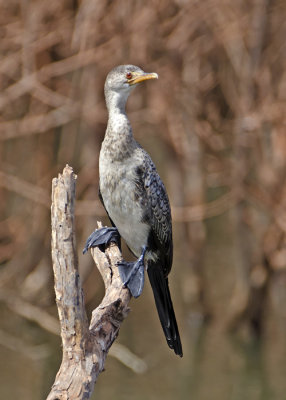 Long-tailed Cormorant.jpg