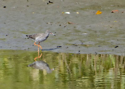 Common Redshank.jpg