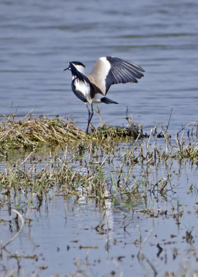 Spur Winged Plover.jpg