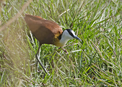 African Jacana.jpg