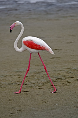 Greater Flamingo.jpg