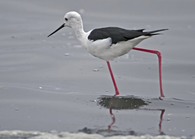 Black-winged Stilt.jpg