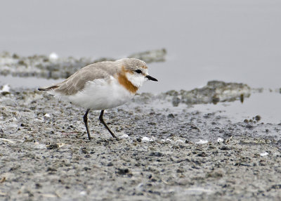 Chestnut-banded Plover.jpg