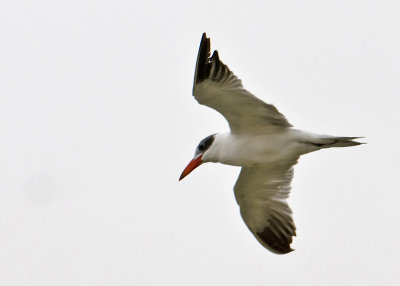 DSC_8349_Royal Tern.jpg