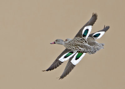 Cape Teal.jpg