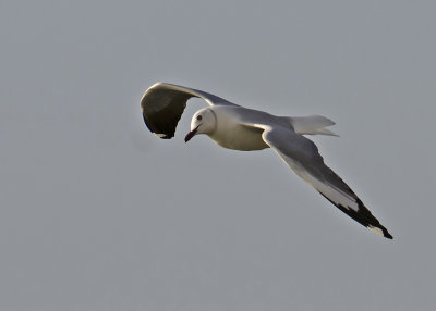 Grey-headed Gull.jpg